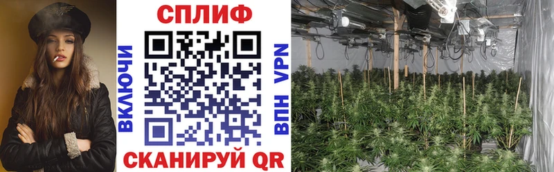 Купить закладки  Дзержинский  Конопля White Widow 